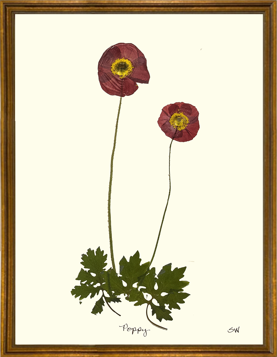 Pressed Botanical - 18x22 Poppy