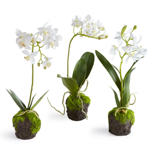 CC 12" Dendrobium Drop In